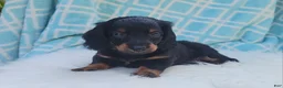 Miniature Dachshund dogs for sale: Vander - Ad 24