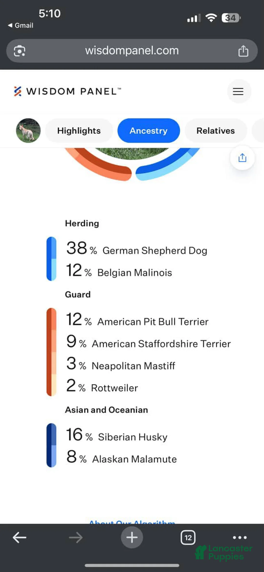 Gerberian Shepsky dogs for sale: Zenzi - Ad 2