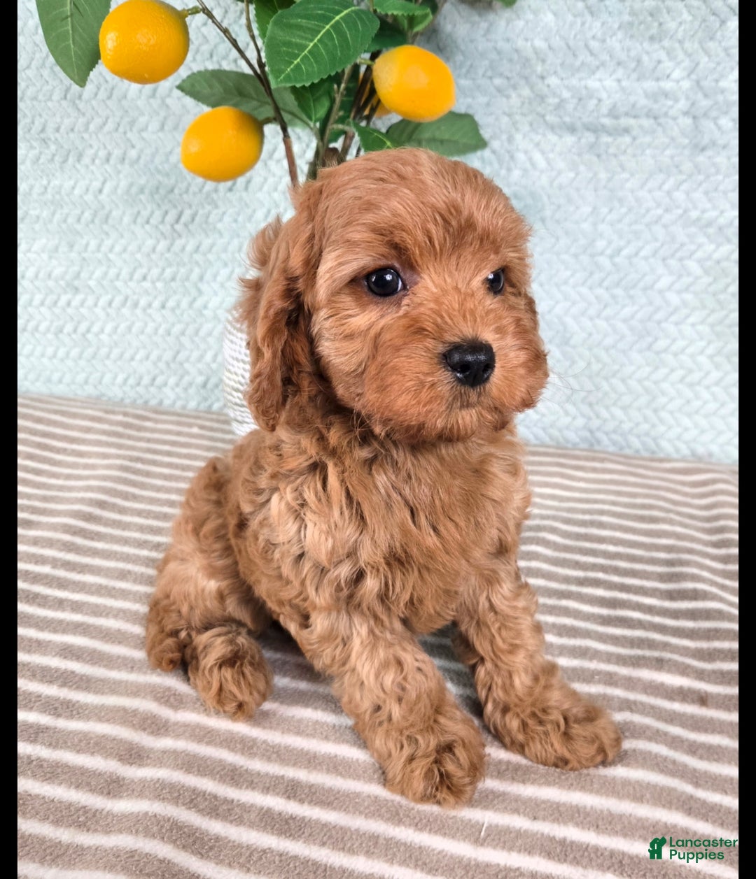 Cavapoo dogs for sale: Caroline - Ad 2