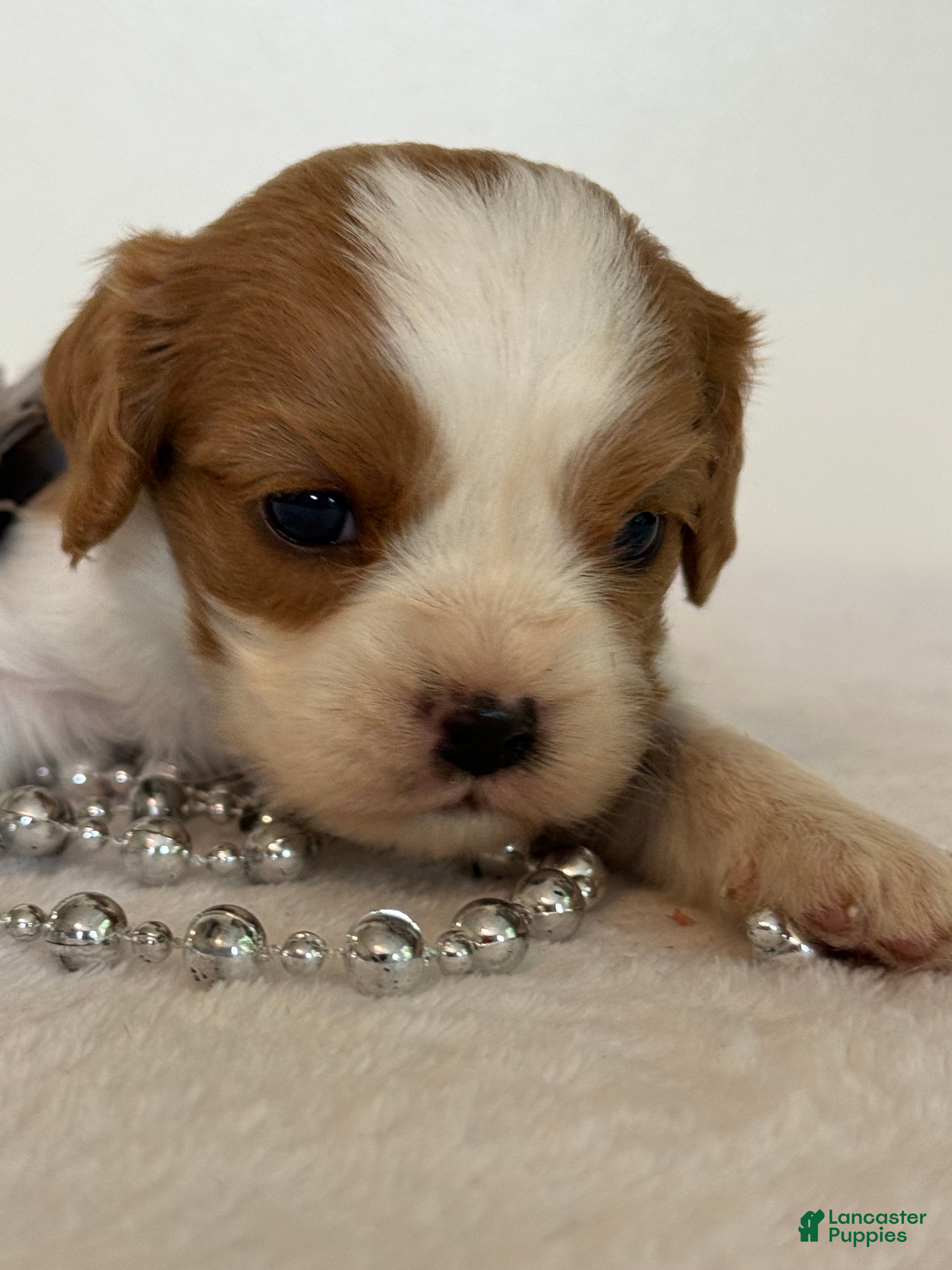 Cavalier King Charles Spaniel dogs Ollie Cavalier King Charles Spaniel  - Ad 1