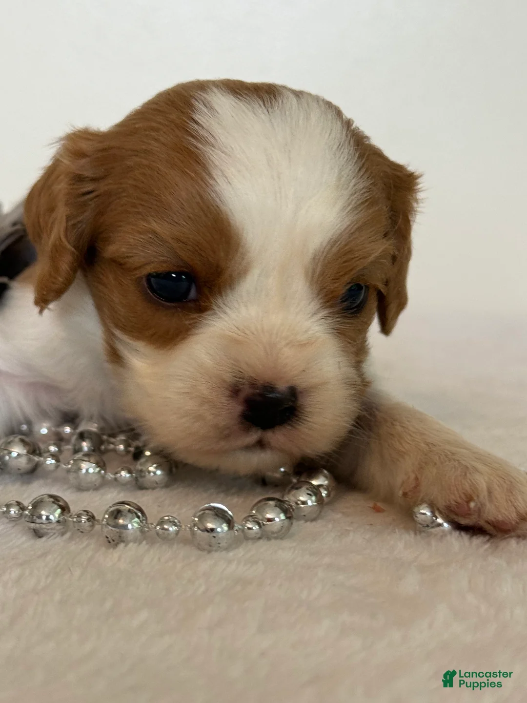 Cavalier King Charles Spaniel dogs for sale: Ollie Cavalier King Charles Spaniel  - Ad 1