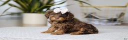 Cockapoo dogs for sale: Angela - Ad 5