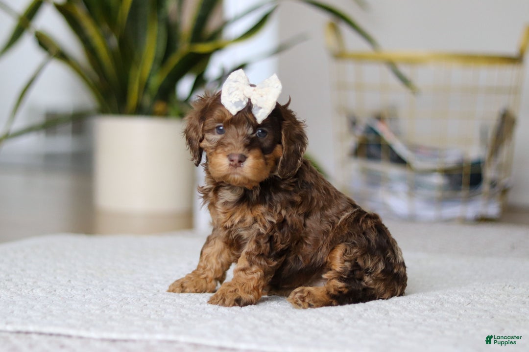 Cockapoo dogs for sale: Angela - Ad 5