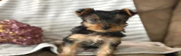 Yorkshire Terrier dogs for sale: Yorkshire Terrier Puppy 1 - Ad 5