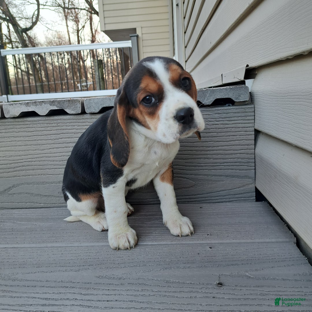 Beagle dogs for sale: LAYLA - Ad 3