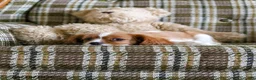 Cavalier King Charles Spaniel dogs for sale: Lilly - Ad 3