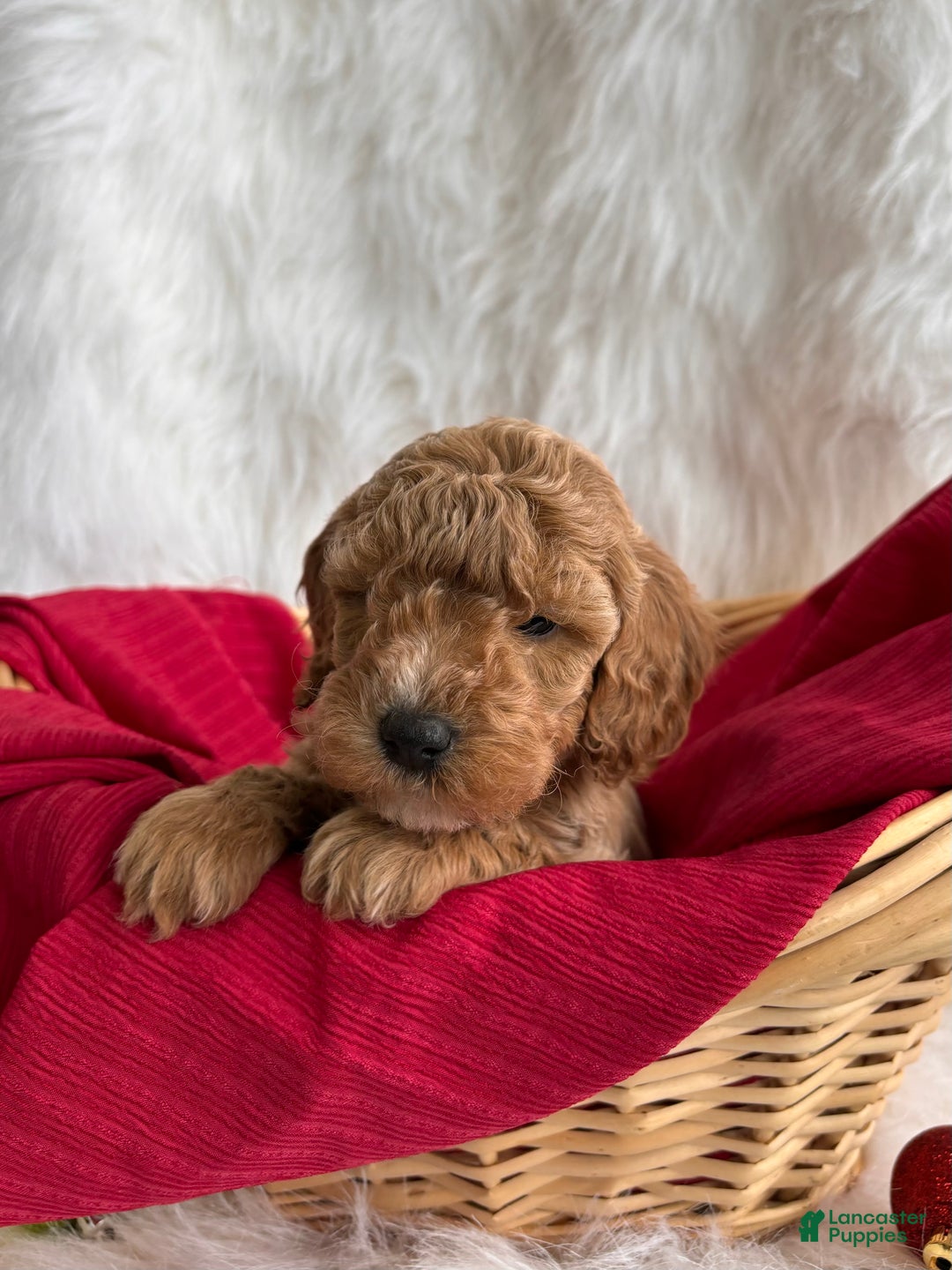 Mixed Breed dogs for sale: Mini Merry  - Ad 1