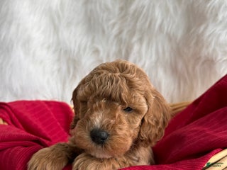 Mixed Breed dogs Mini Merry - Ad 17