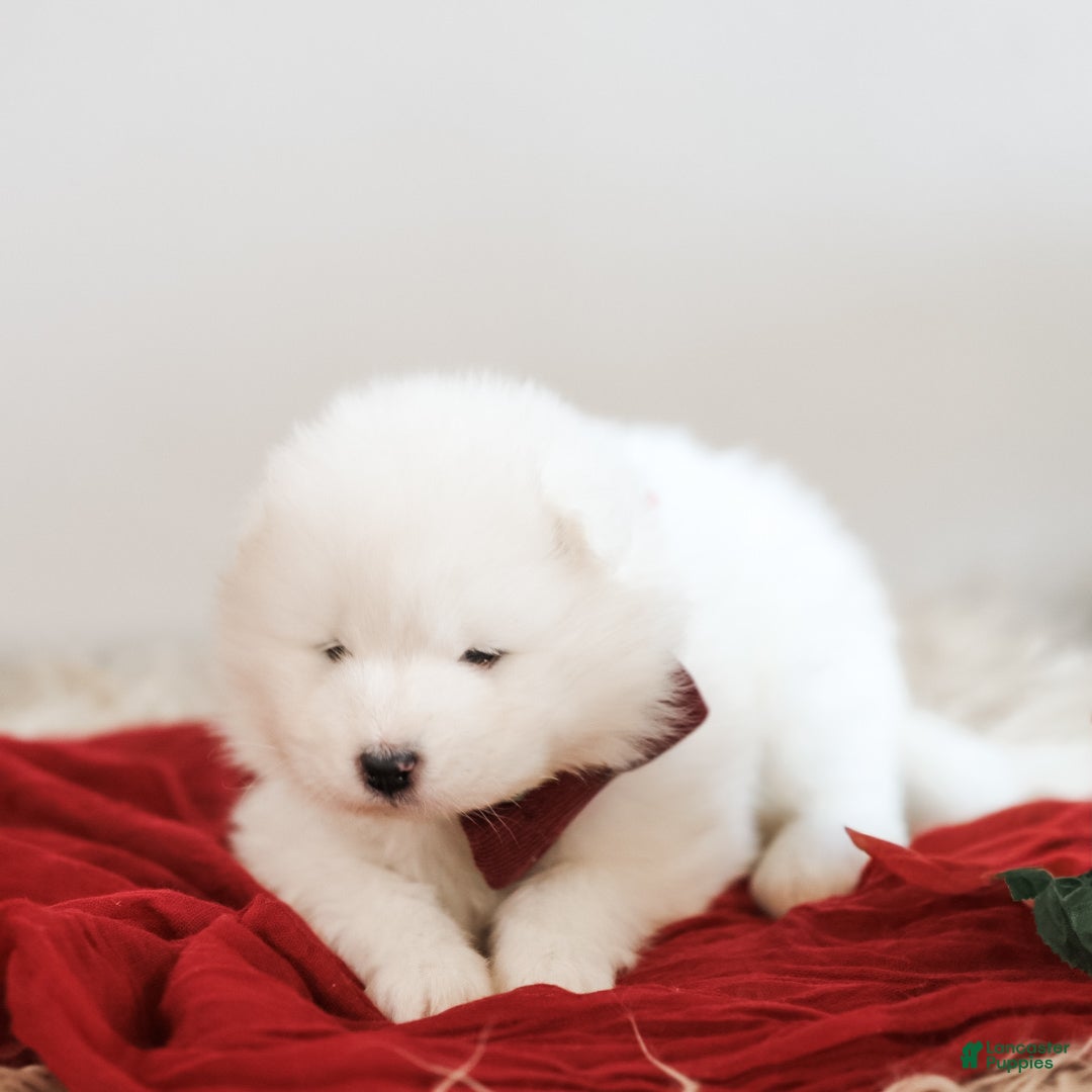 Samoyed dogs Simba - Ad 2