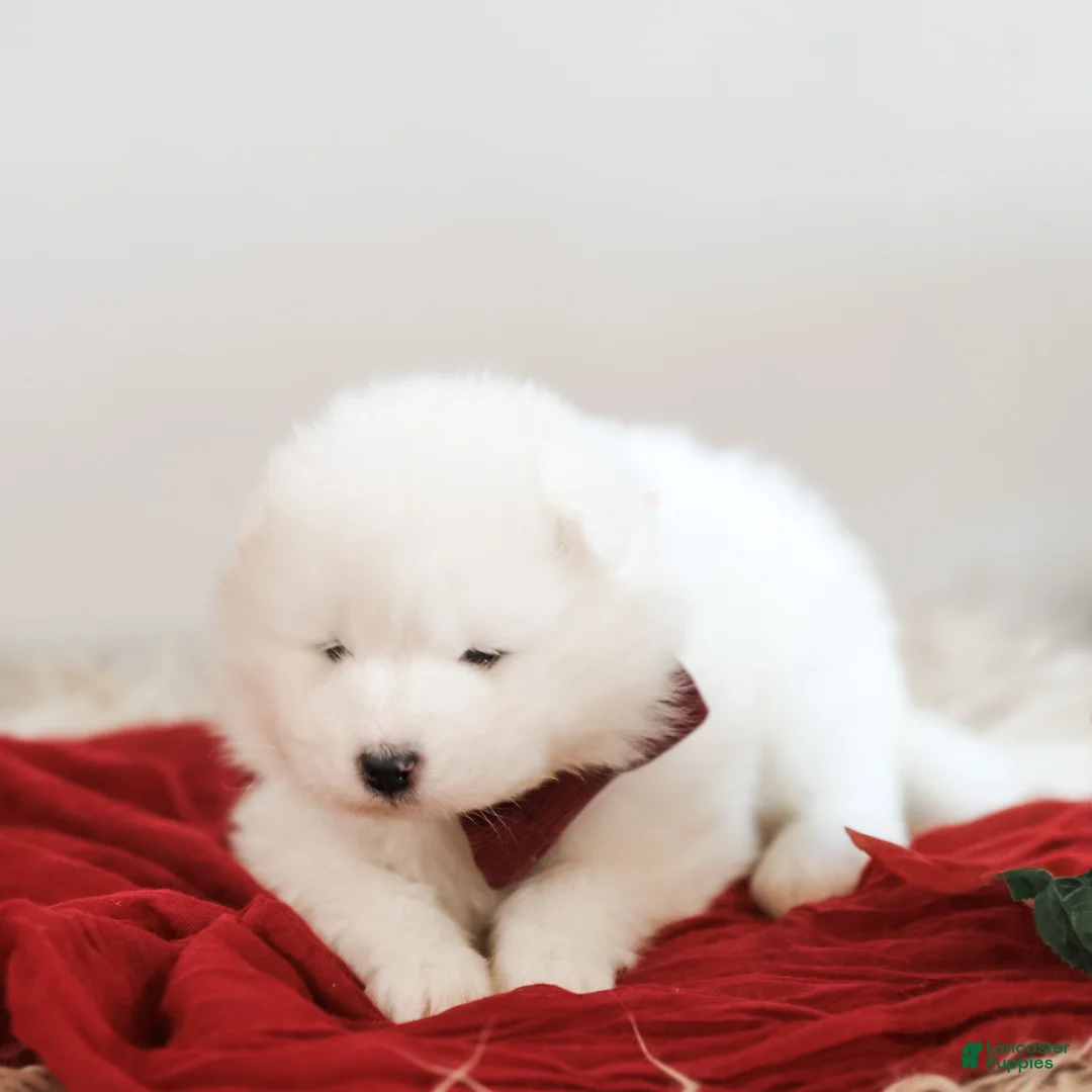 Samoyed dogs for sale: Simba - Ad 2