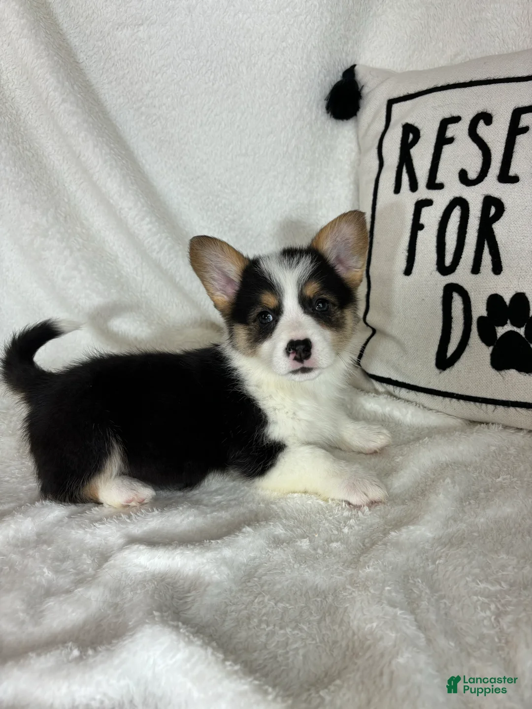Welsh Corgi Pembroke dogs for sale: Chloe - Ad 5
