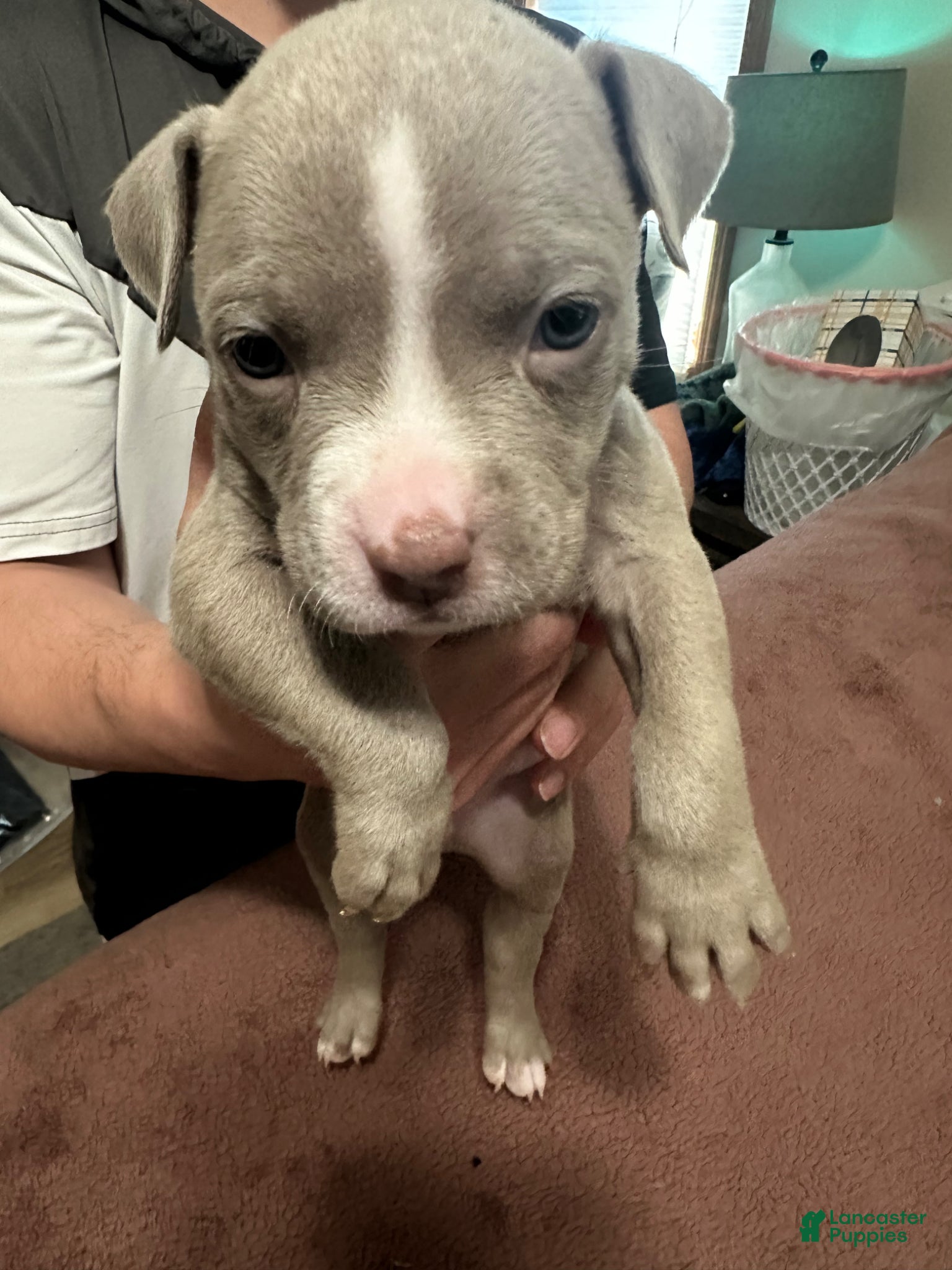 American Pit Bull Terrier dogs American Pit Bull Terrier Puppy 6 - Ad 2
