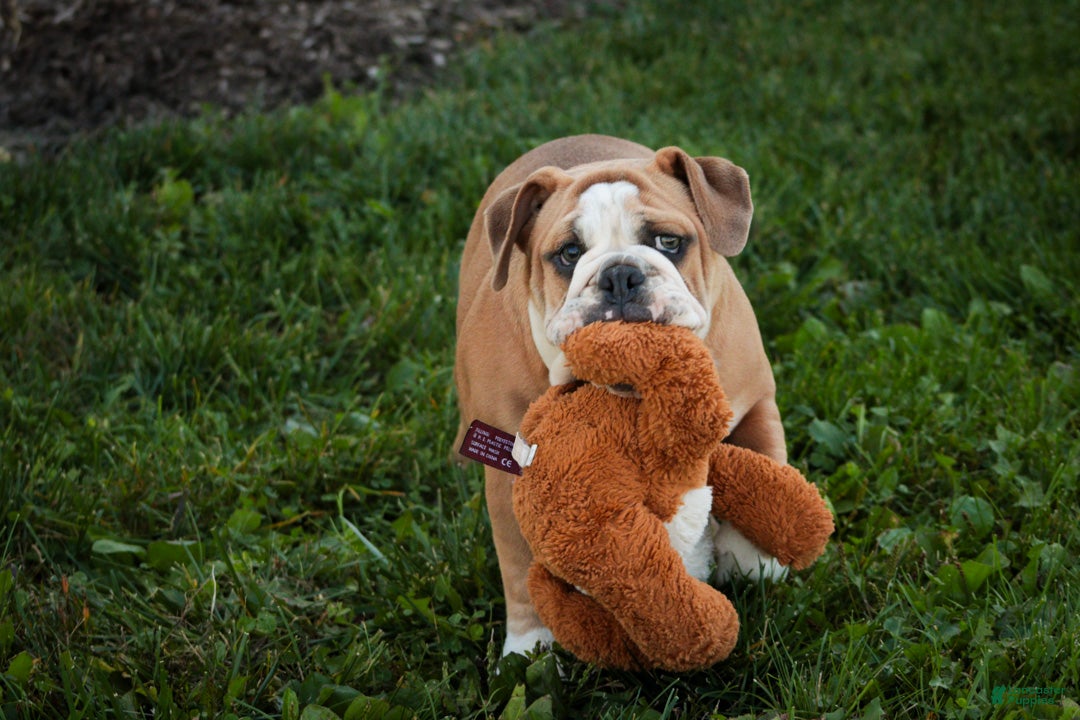 English Bulldog dogs Dream English Bulldog leash trained and crate training in progress - Ad 1