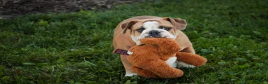 Dream English Bulldog leash trained and crate training in progress