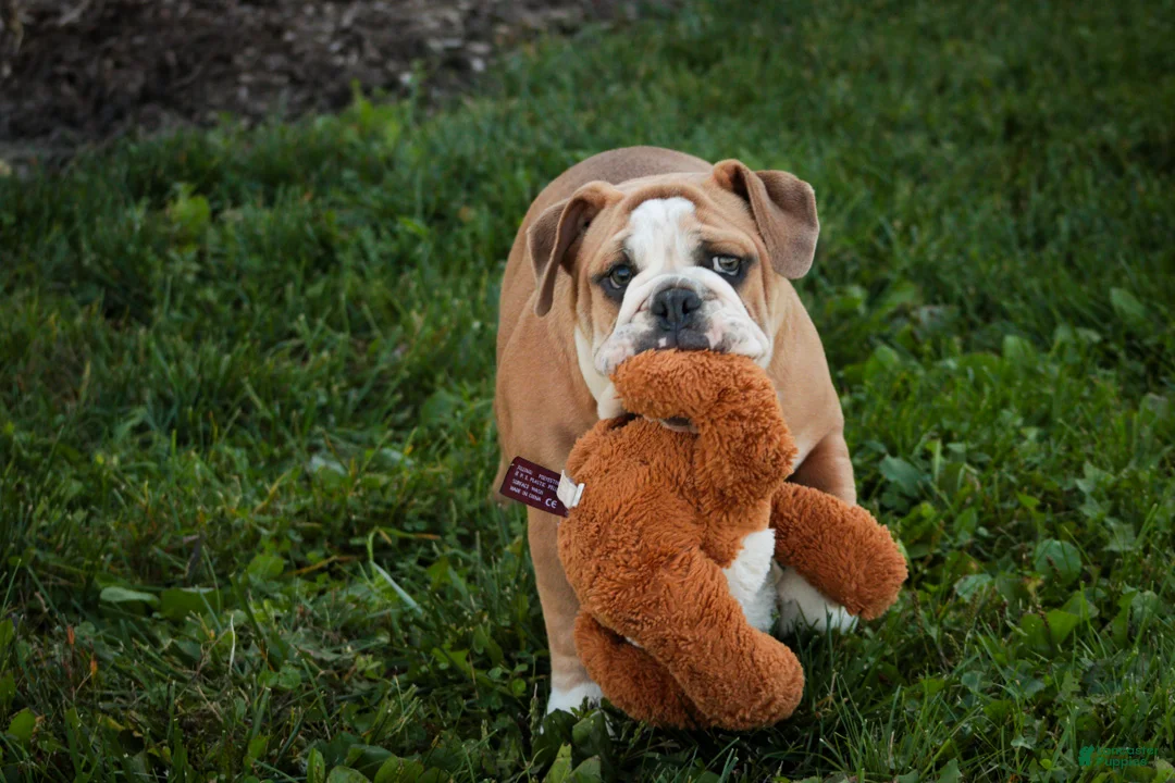 English Bulldog dogs for sale: Dream English Bulldog leash trained and crate training in progress - Ad 1