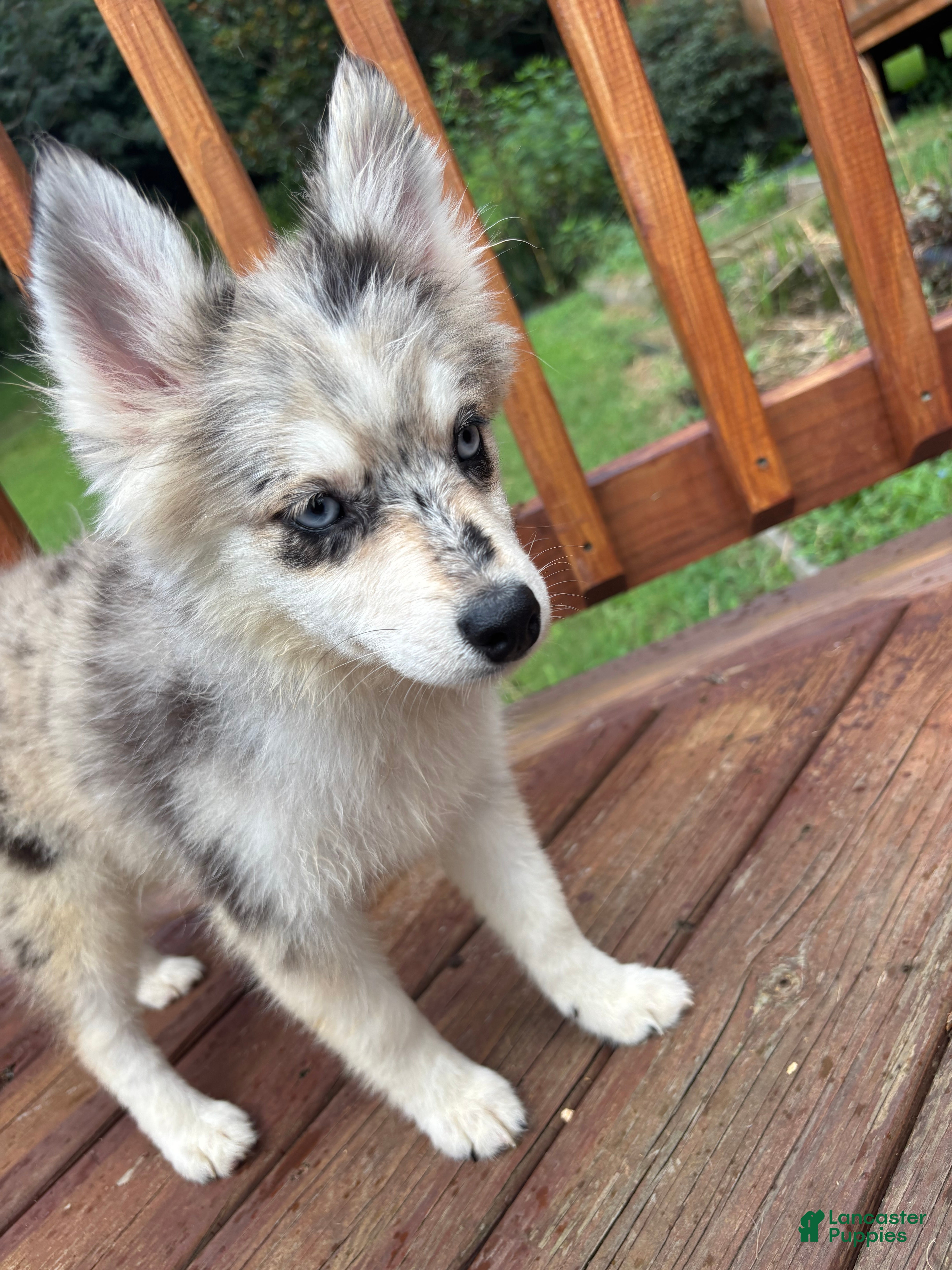 Pomsky dogs Jade - Ad 9