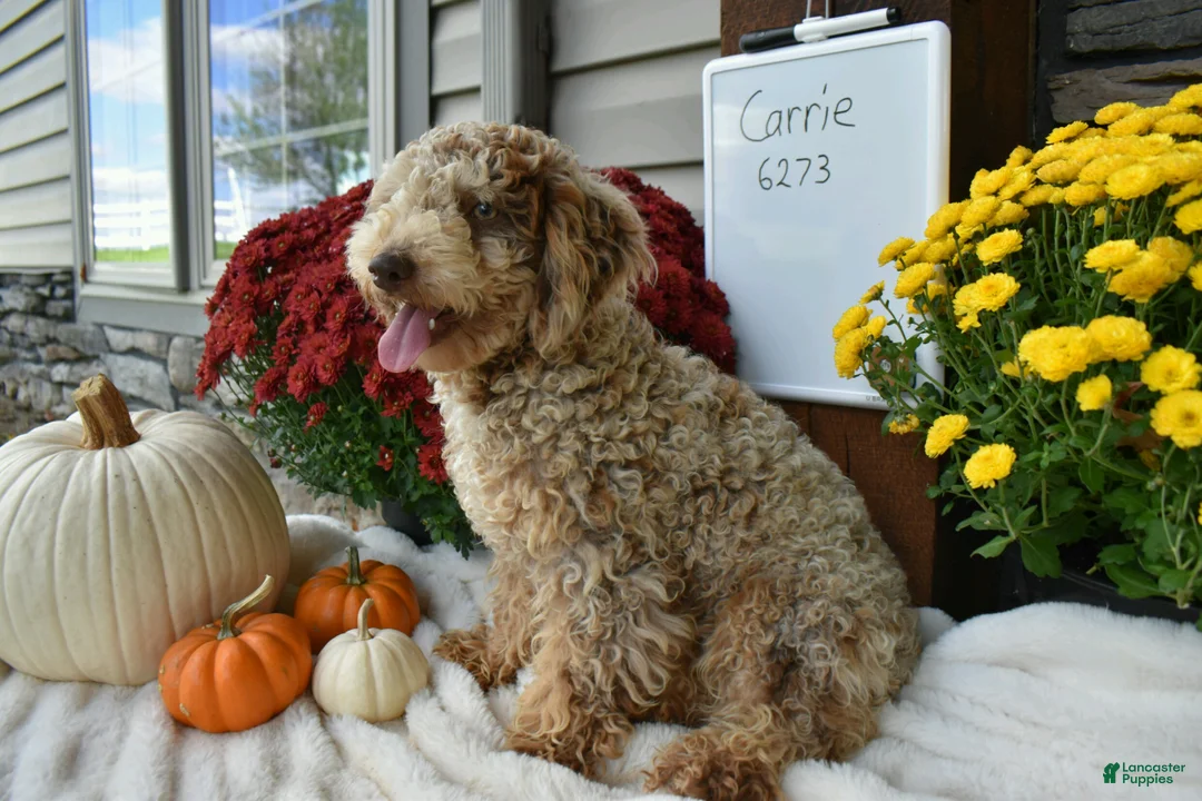 Cavapoo dogs for sale: Tommy  - Ad 2