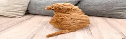 Mini Goldendoodle dogs for sale: Jesse - Ad 5