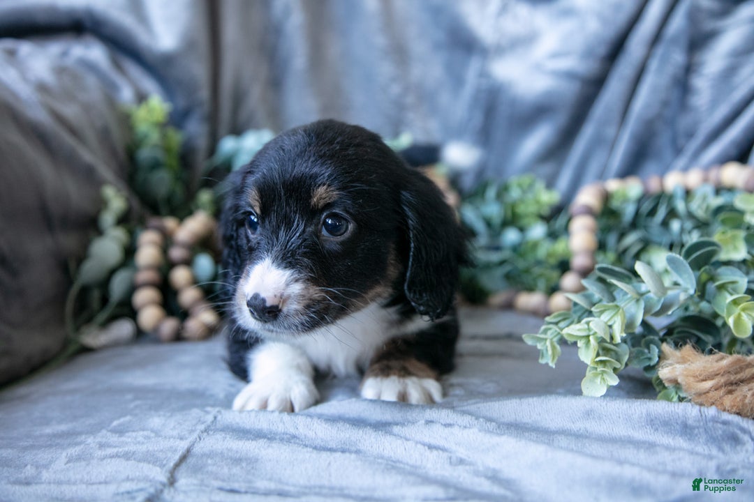 Mixed Breed dogs for sale: Duke - Ad 2