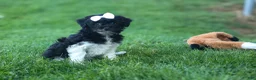 Havapoo dogs for sale: OWEN - Ad 11