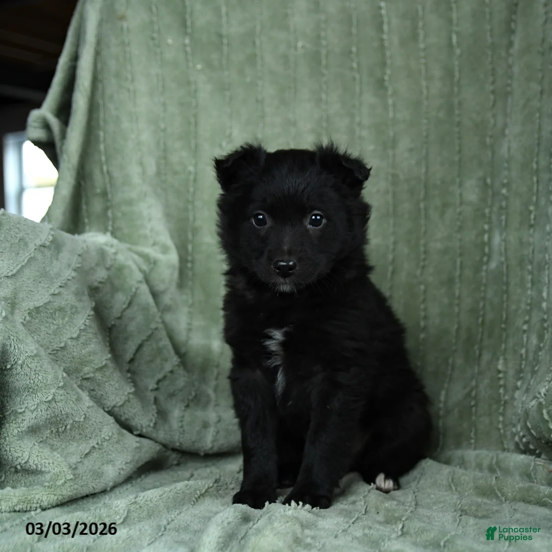 Mixed Breed dogs for sale: Greta - Ad 3