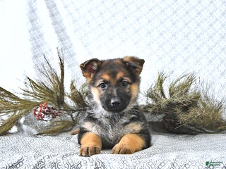 German Shepherd dogs Macey - Ad 42