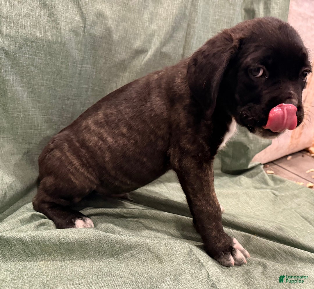 Cane Corso dogs for sale: olly (orange) - Ad 2