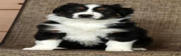 Miniature Australian Shepherd dogs for sale: Thunder - Ad 6