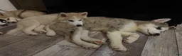 Pomsky dogs for sale: Fin - Ad 5
