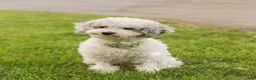 Bichpoo dogs for sale: Zoey - Ad 11