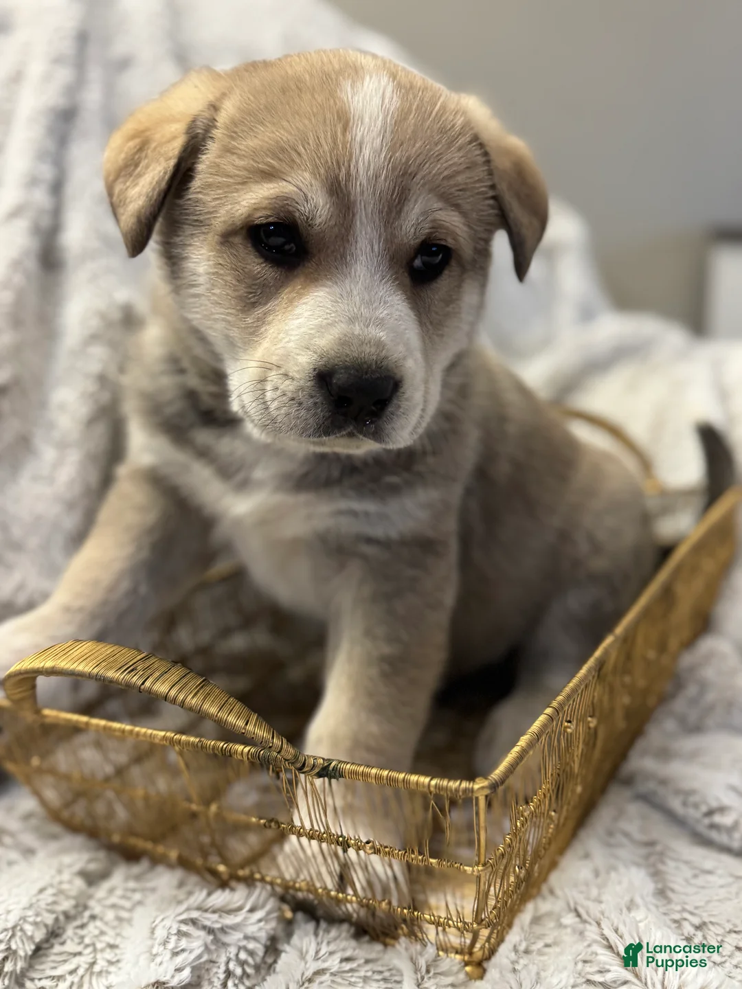 Mixed Breed dogs for sale: Wolfling “Wolfie” - Ad 4