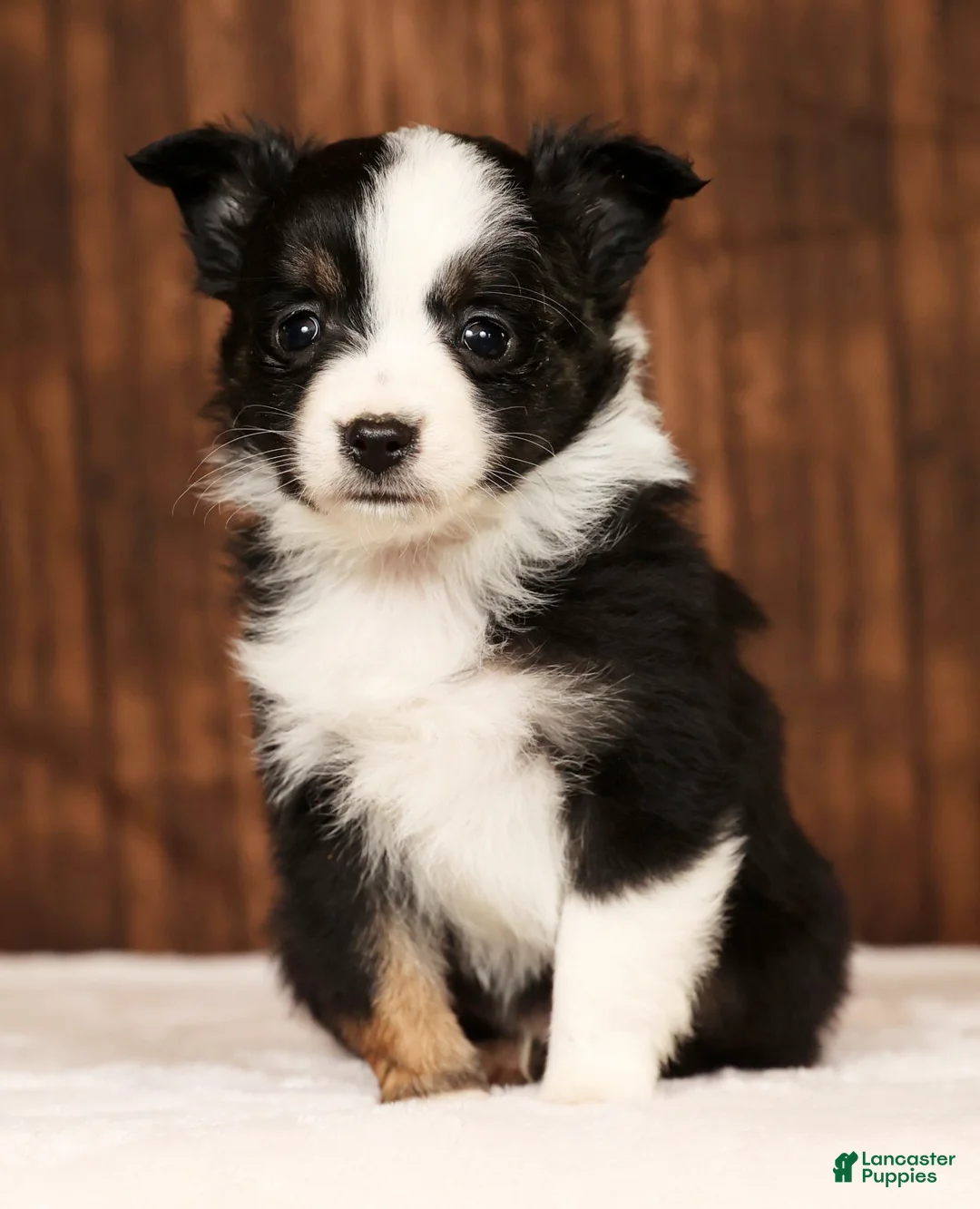 Miniature Australian Shepherd dogs for sale: Easton - Ad 1