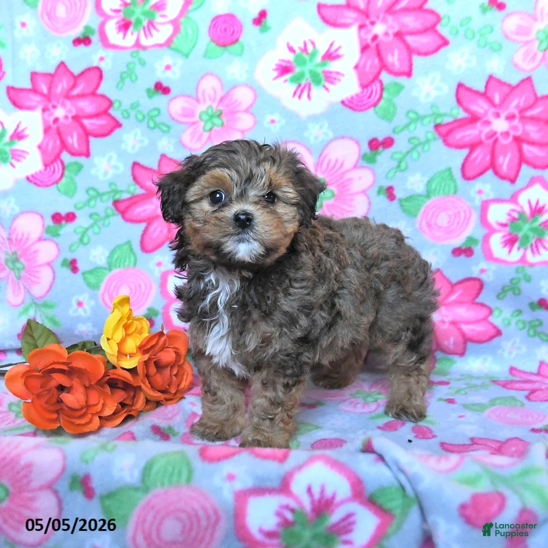 Havapoo dogs for sale: Hershey - Ad 1