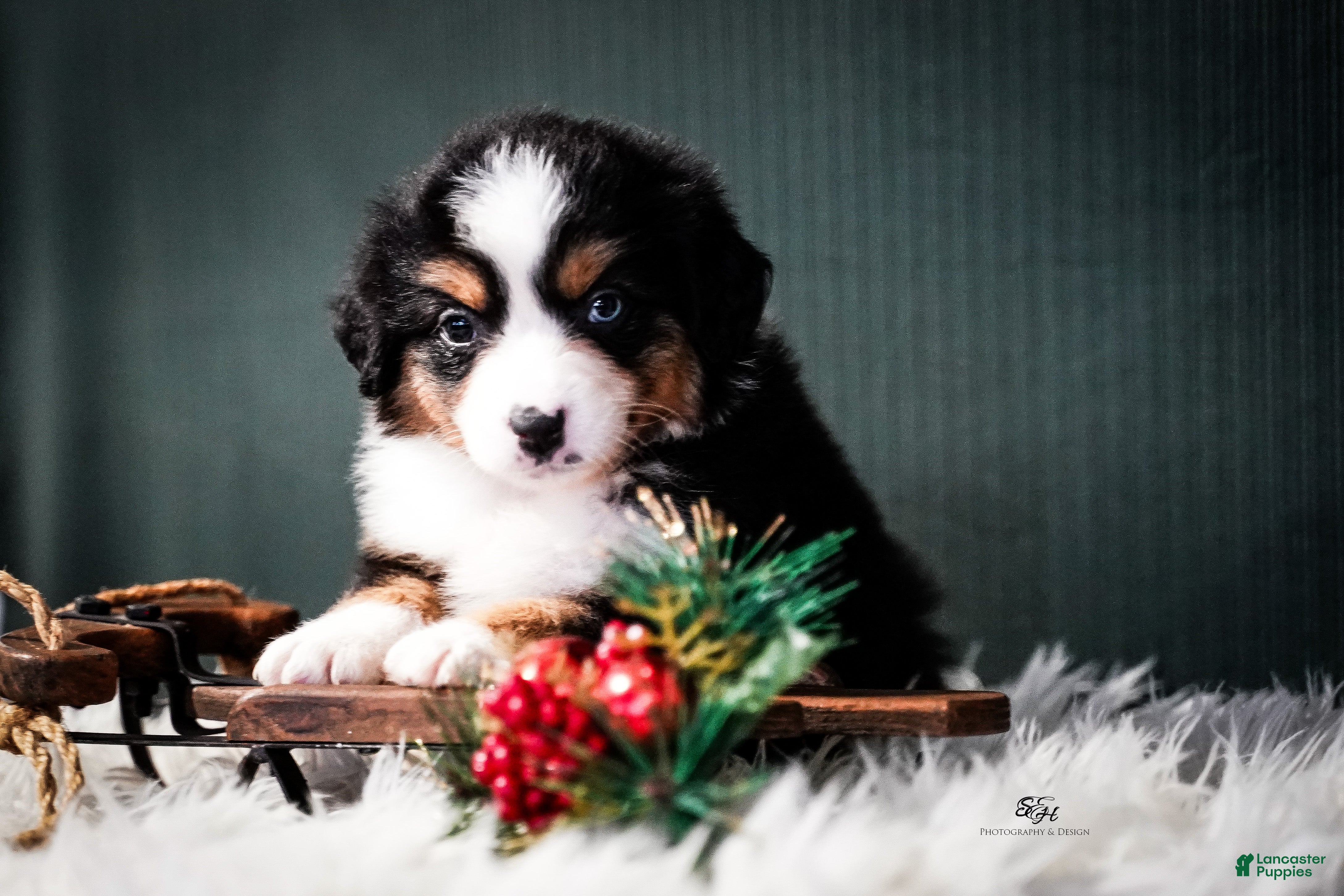 Miniature Australian Shepherd dogs Bailey - Ad 8