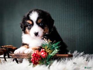 Miniature Australian Shepherd dogs Bailey - Ad 5