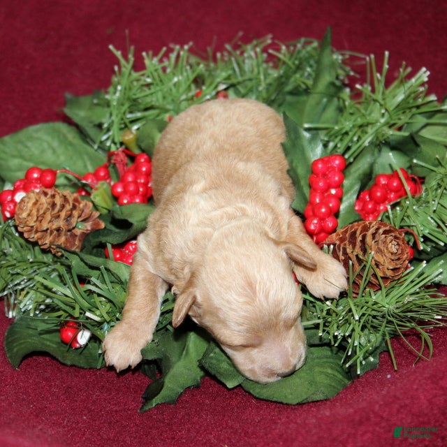 Miniature Poodle dogs XRay - Ad 2