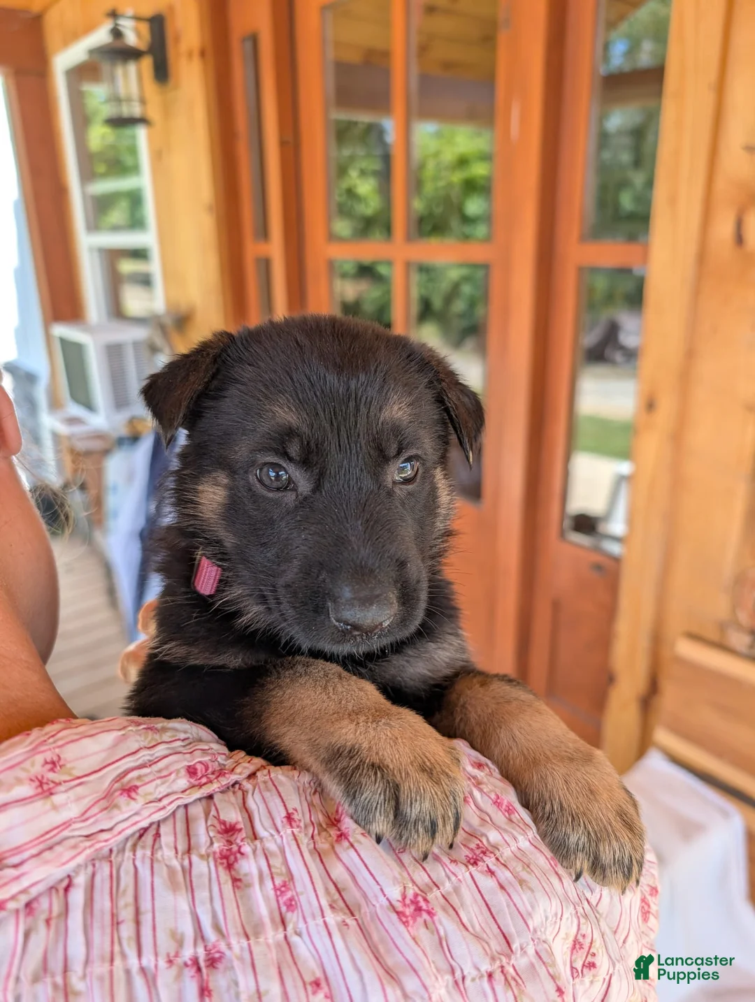German Shepherd dogs for sale: ♥️SWEET RUBY♥️ - Ad 1
