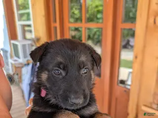 German Shepherd dogs ♥️SWEET RUBY♥️ - Ad 1