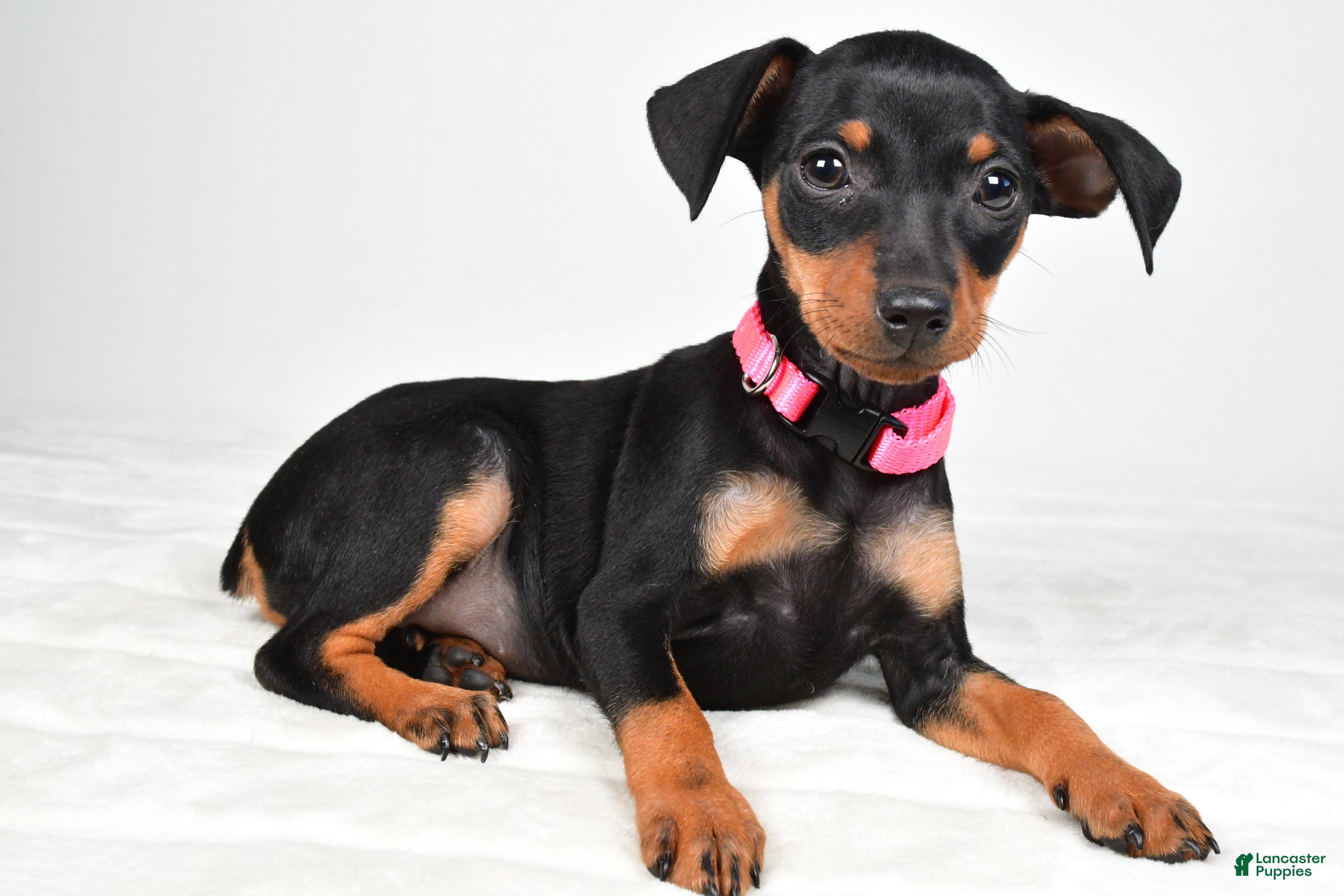Miniature Pinscher dogs for sale: Emma - Ad 1