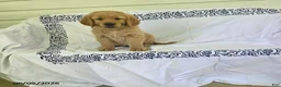 Golden Retriever dogs for sale: Sparky - Ad 3