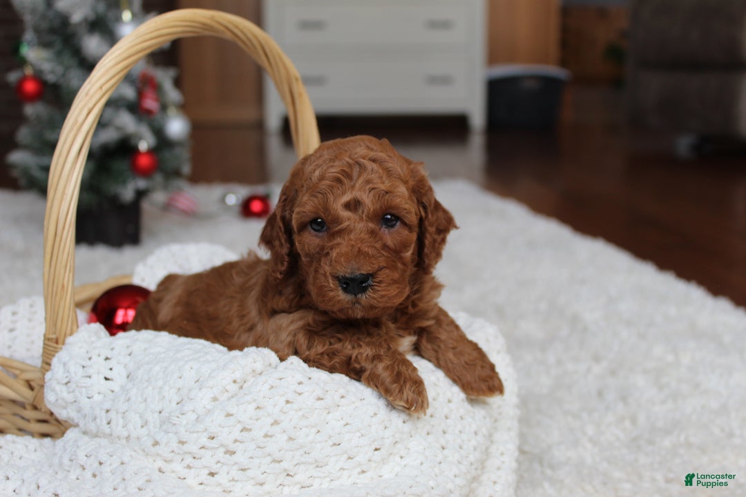 Cavapoochon dogs for sale: Milo - Ad 3