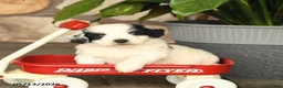 Mini Bernedoodle dogs for sale: Randy - Ad 4
