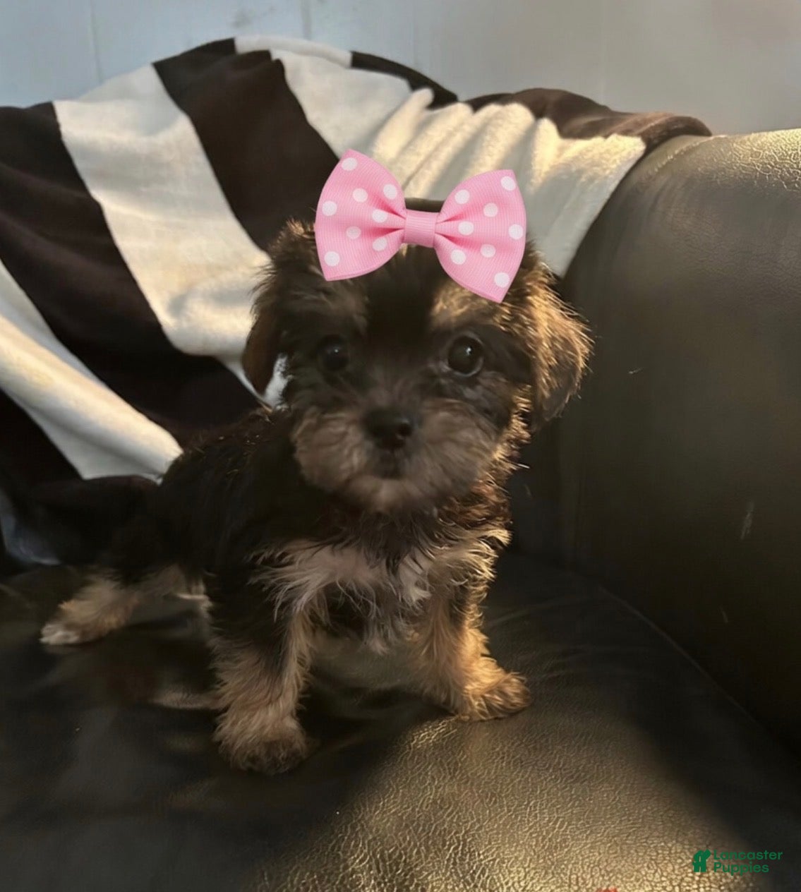Shorkie dogs Shorkie Puppy 3 - Ad 26