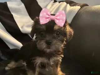 Shorkie dogs Shorkie Puppy 3 - Ad 26