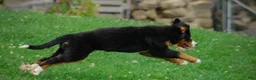 Bernese Mountain Dog dogs for sale: Sunny - Ad 1