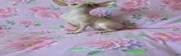 Chihuahua dogs for sale: Hairless Girl  - Ad 4