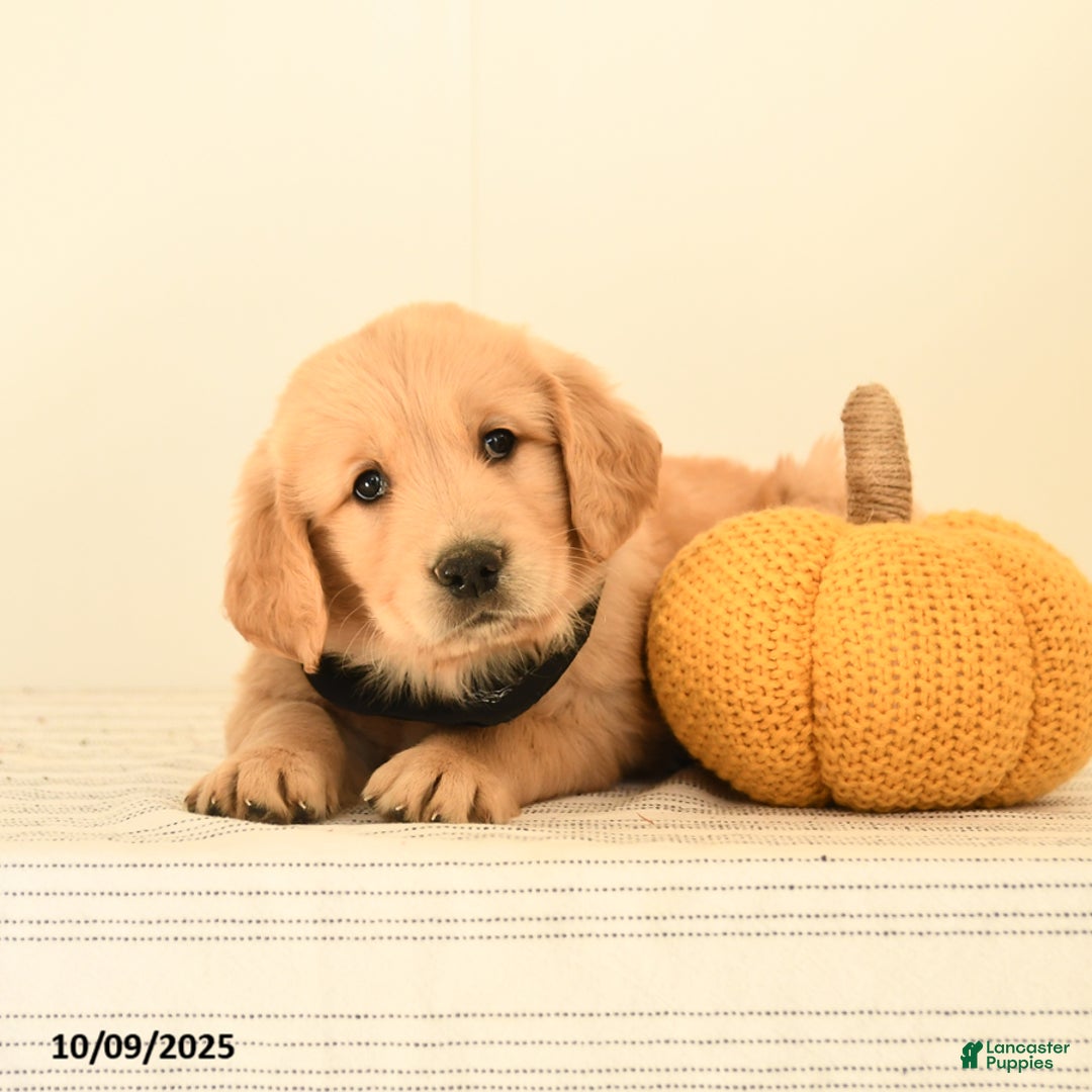 Golden Retriever dogs for sale: Walnut - Ad 13