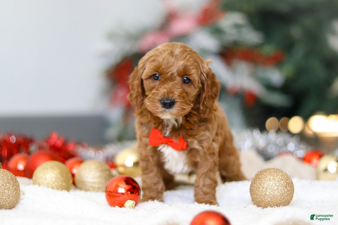 Cockapoo dogs for sale: Hudson - Ad 2