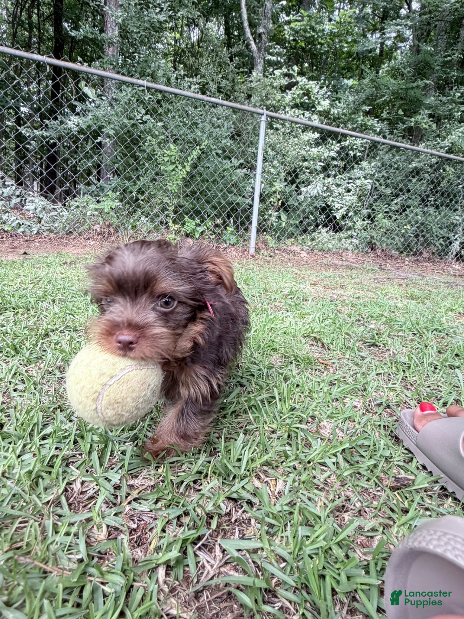 Yorkshire Terrier dogs Caramel - Ad 6