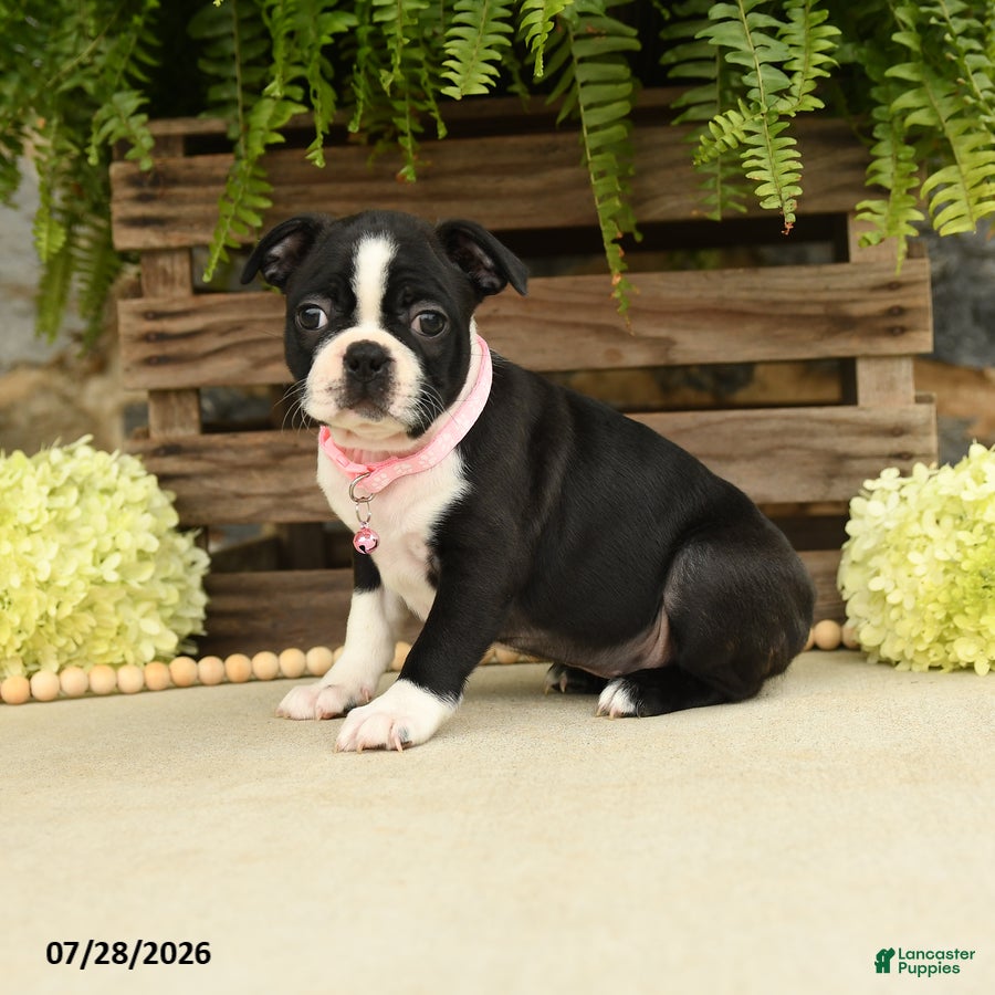 Boston Terrier dogs Tina - Ad 2